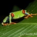 frog_tree_redeyed_tar_h_0614_cos0944.jpg